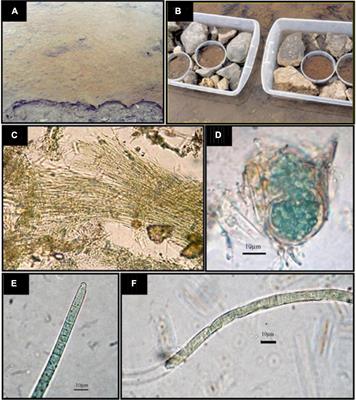 Effect of experimentally increased nutrient availability on the structure, metabolic activities, and potential microbial functions of a maritime Antarctic microbial mat